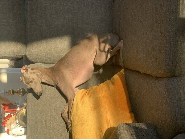 Hund - Italiensk vinthund 