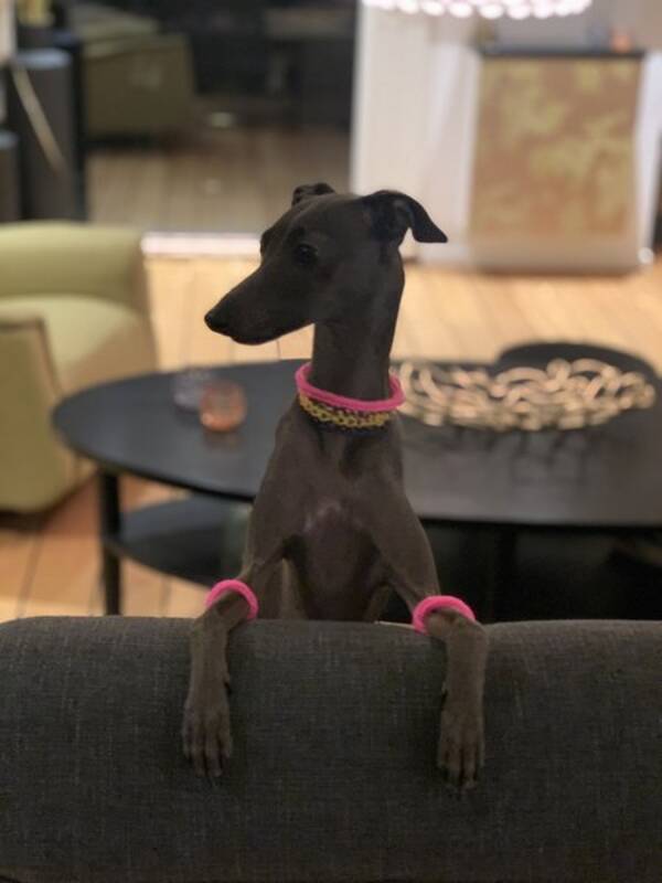 Hund - Italiensk vinthund 