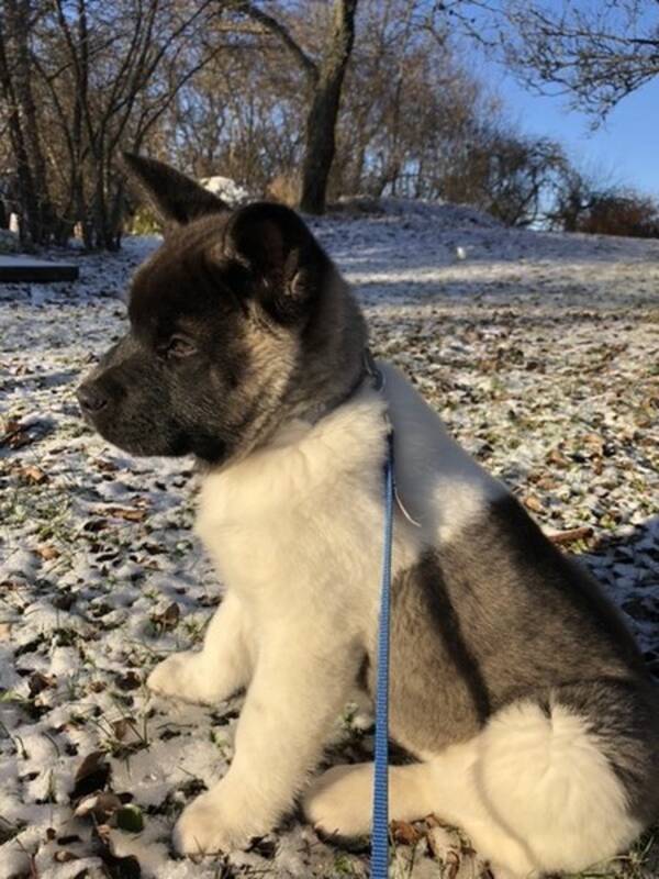Hund - American Akita Kira