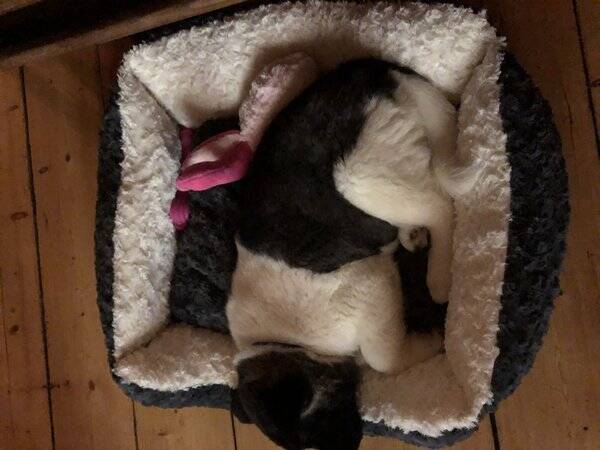 Hund - American Akita Kira