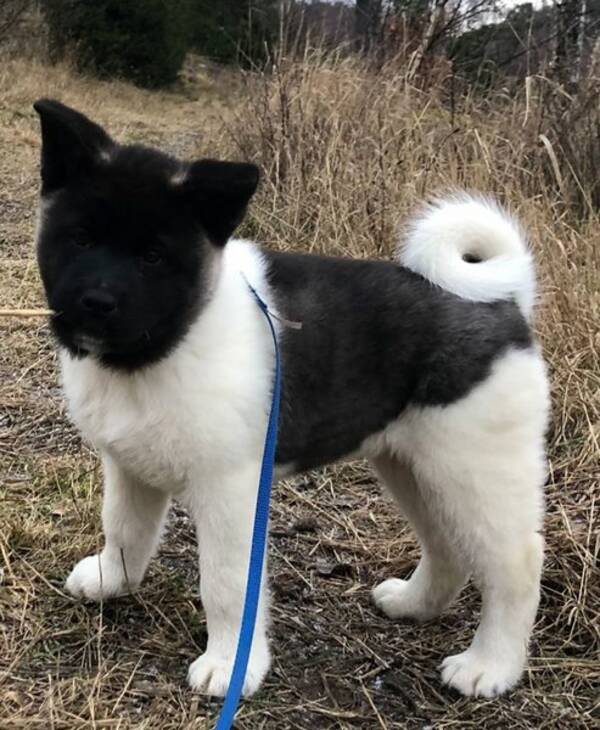 Hund - American Akita Kira