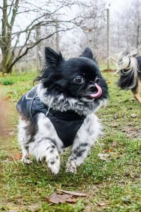 Hund - Chihuahua