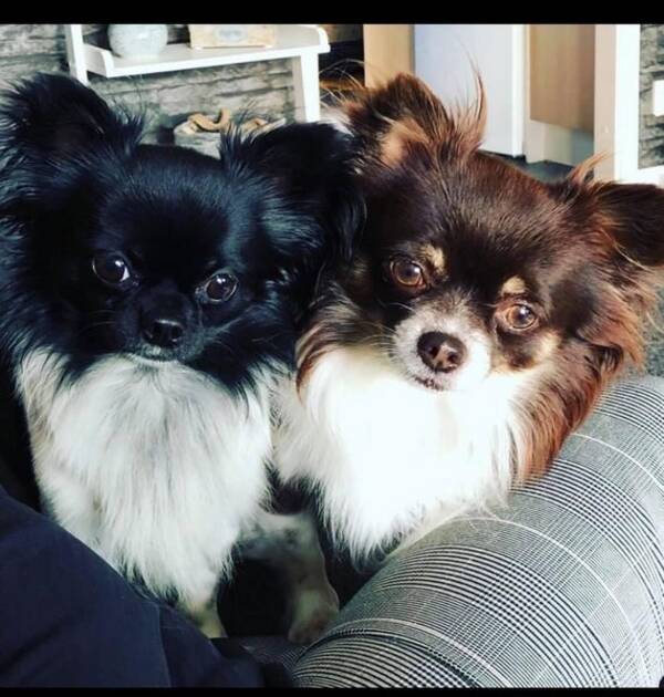 Hund - Chihuahua