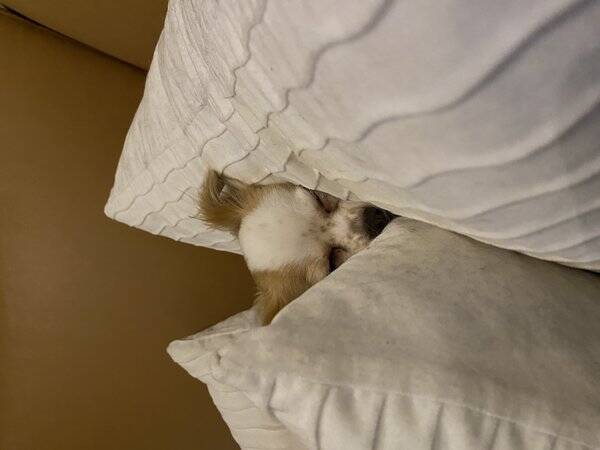 Hund - Chihuahua
