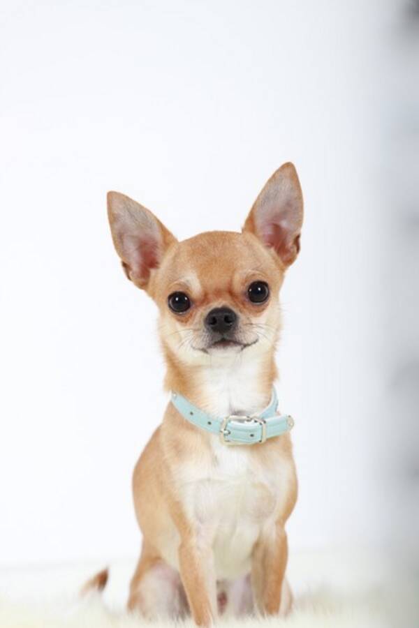 Hund - Renrasig Chihuahua