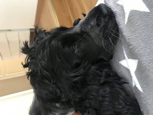 Hund - Cockerspaniel  Hund - Cockerspaniel