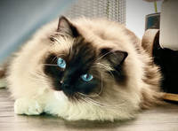 Ragdoll