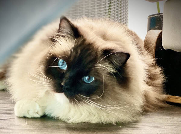 Katt - Ragdoll