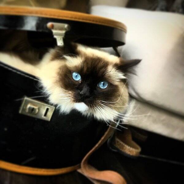 Katt - Ragdoll Katt - Ragdoll