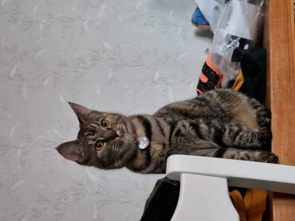 Katt - Katten Gissa