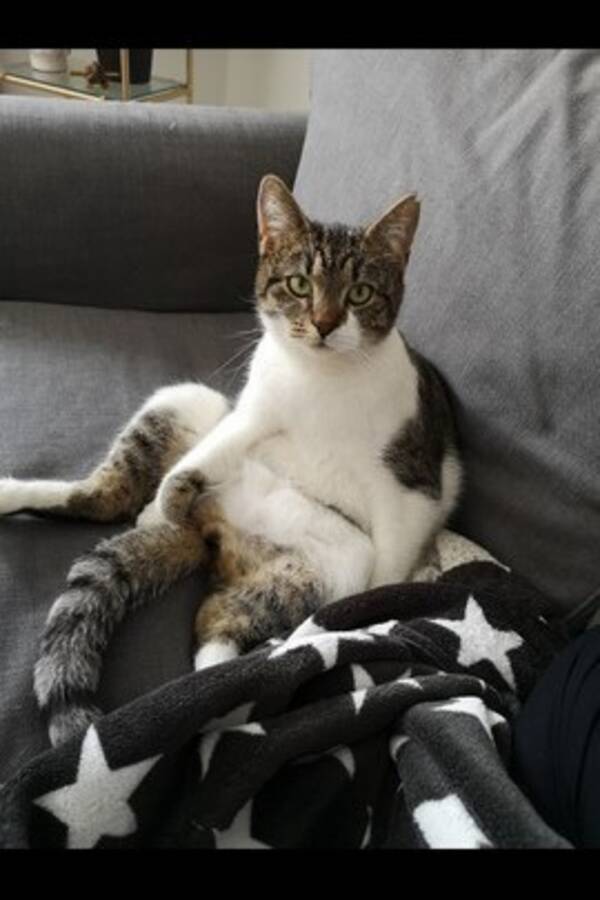 Katt - Katten Bosse