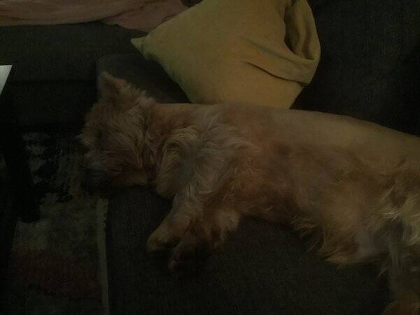 Hund - Ruff kk