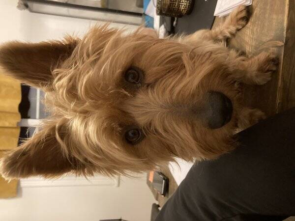 Hund - Ruff kk