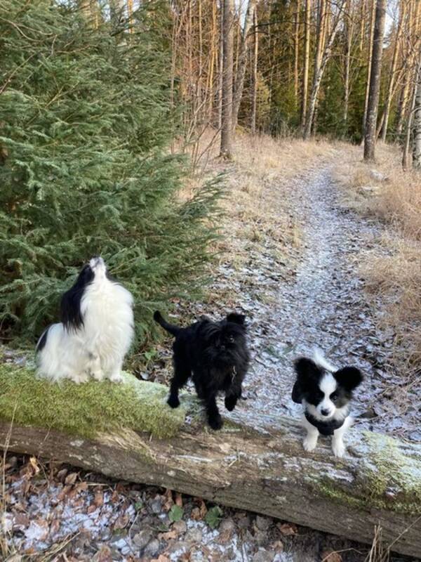 Hund - Tv Papilloner, en affenpinscher