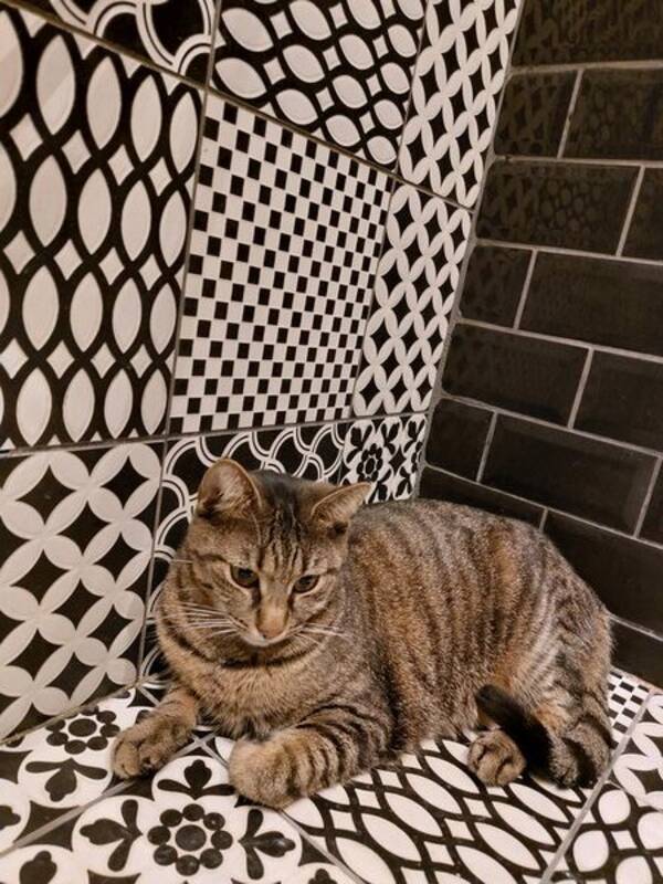 Katt - 50% Bengal 