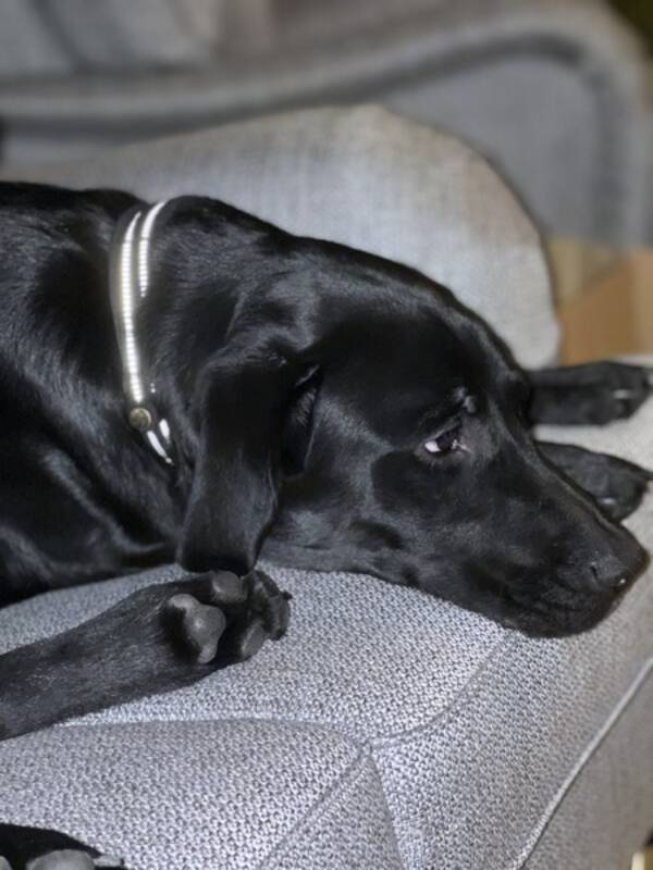 Hund - Blandrasen Ozzy