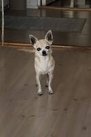 Chihuahua 