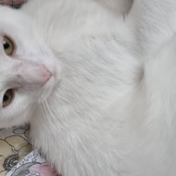 Katt