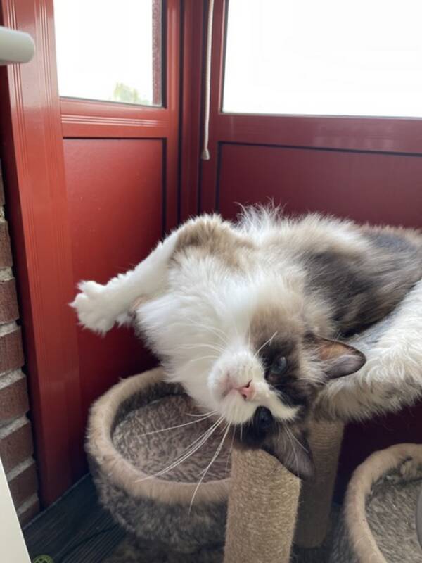 Katt - Sally Ragdoll