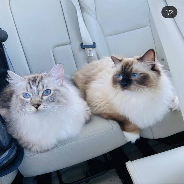 Katt - Ragdoll 