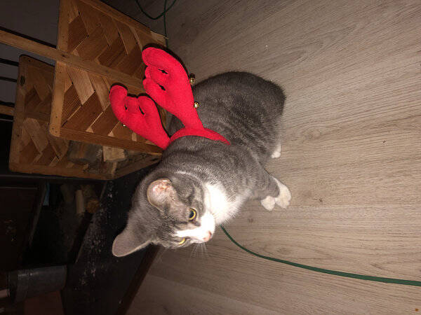 Katt