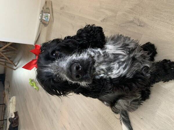 Hund - Cocker spaniel Hund - Cocker spaniel