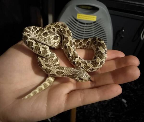 vrigt - Trynsnoken Cashew