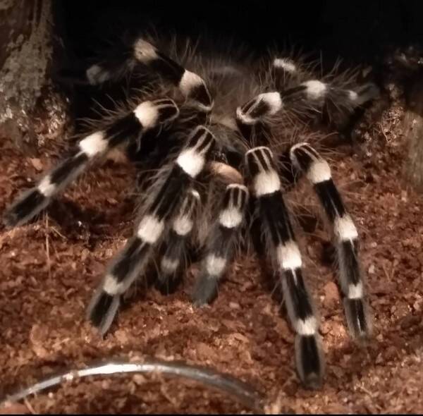 vrigt - Tarantellan Toast