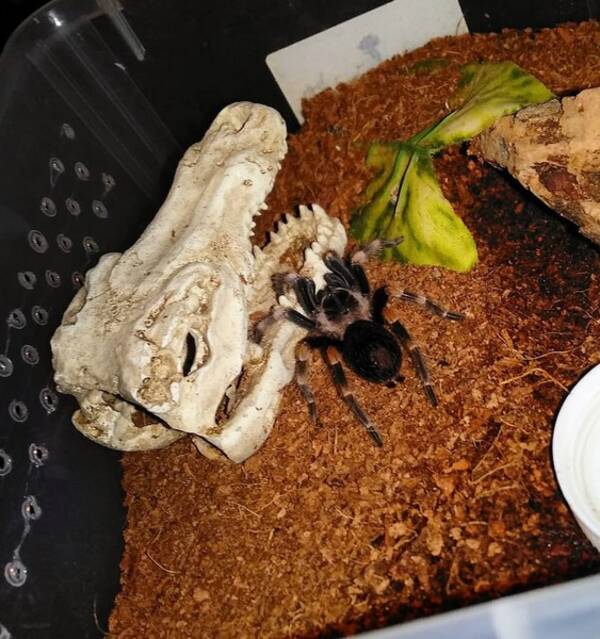 vrigt - Tarantellan Mochi