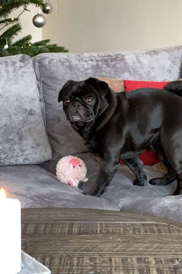 Hund - Mopsen Buster