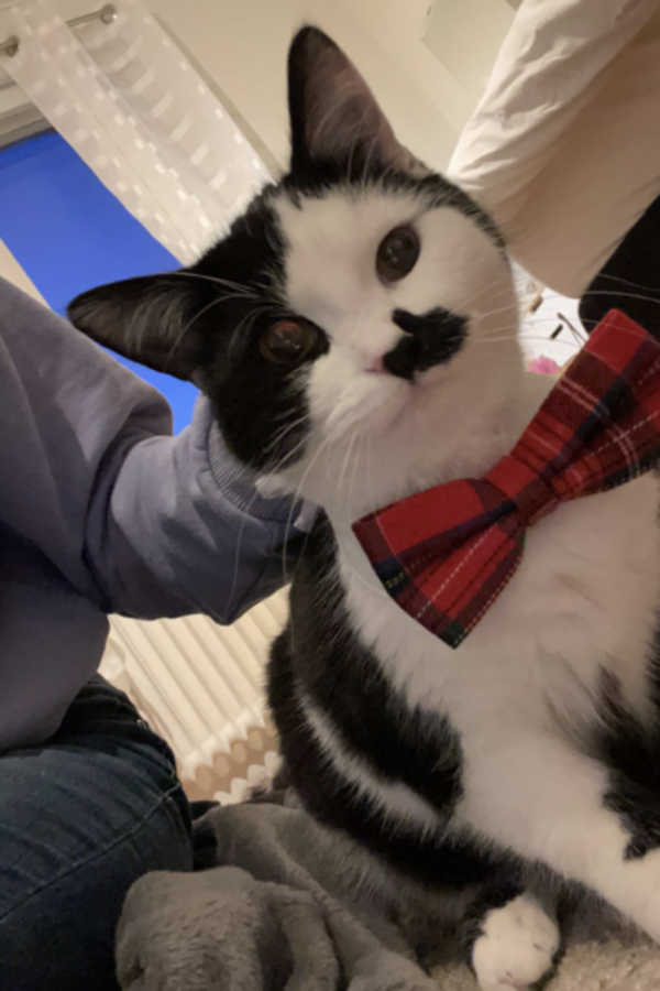 Katt - Sky , Frasse och Dino