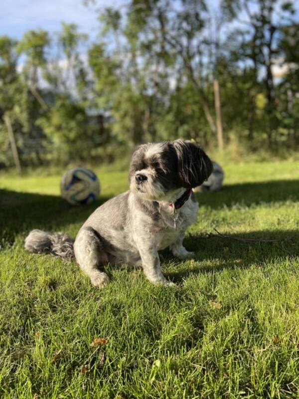 Hund - Hunden Sheriff