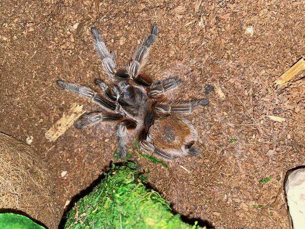 Annet - Tarantellen Chili