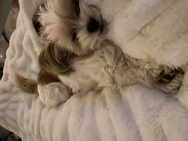Hund - Molly 3,5 r 