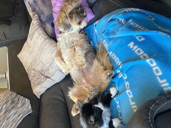 Hund - Hund och katt 