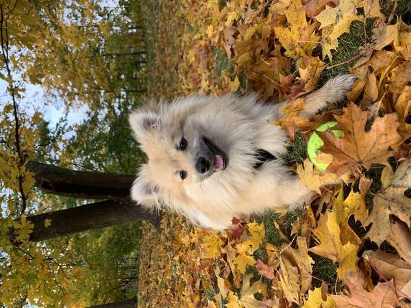 Hund - Hunden Bobo 