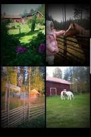 Hästgård i Hälsingland