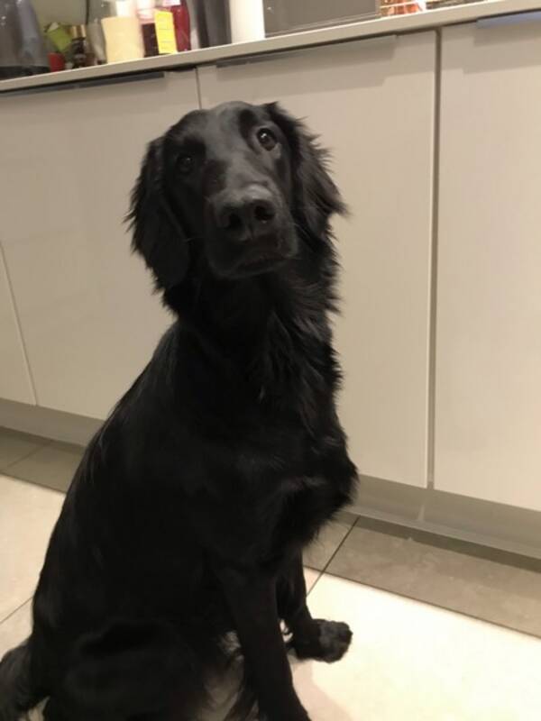 Hund - Flatcoated Retriever