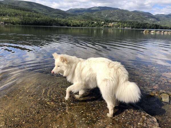Hund - Finsk lapphund