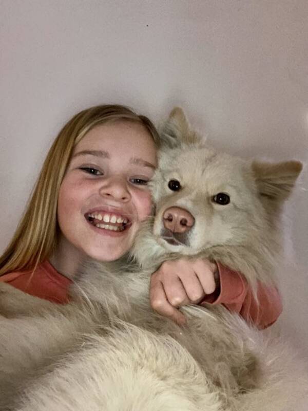 Hund - Finsk lapphund