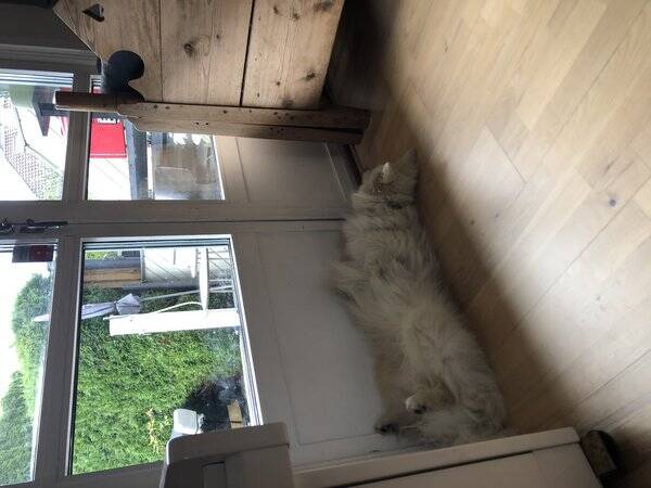 Hund - Finsk lapphund