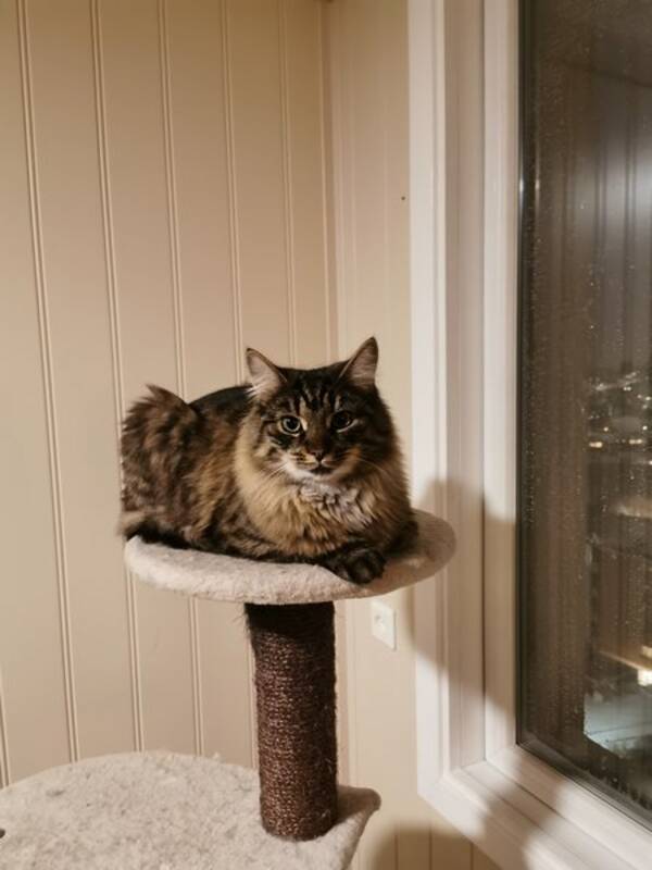 Katt - Lolek&Franek Katt - Lolek&Franek