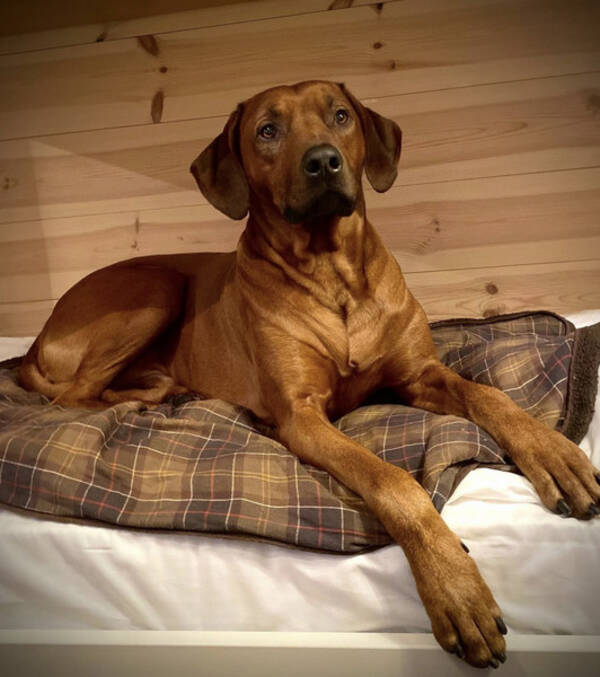 Hund - My lovely dog