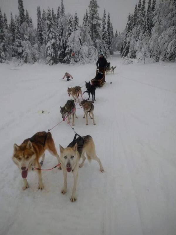 Hund - Siberian husky