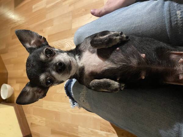 Hund - Maja 