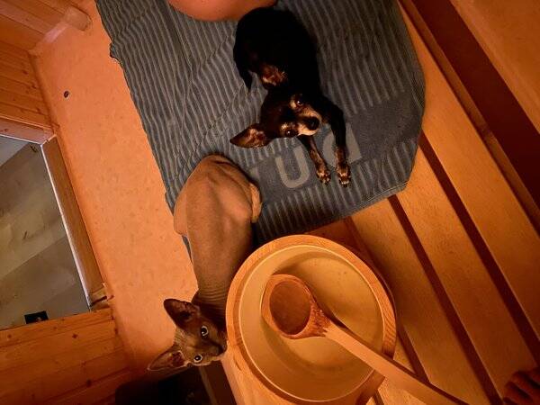 Hund - Maja 