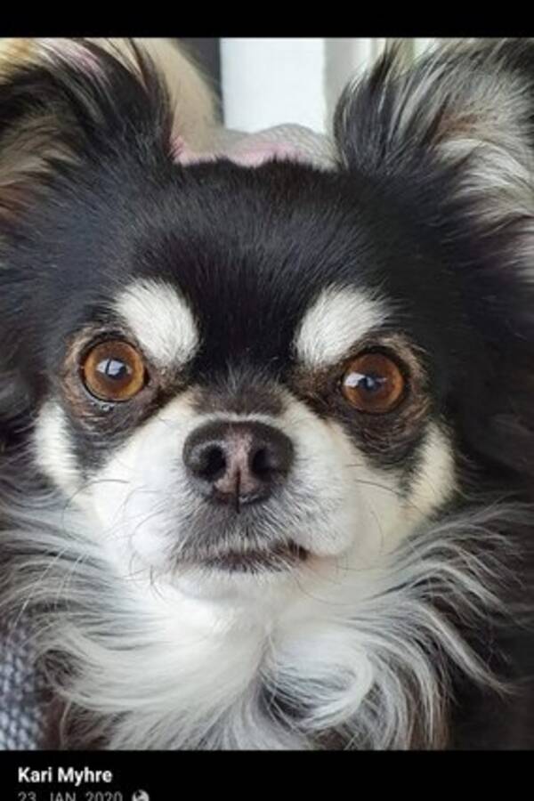Hund