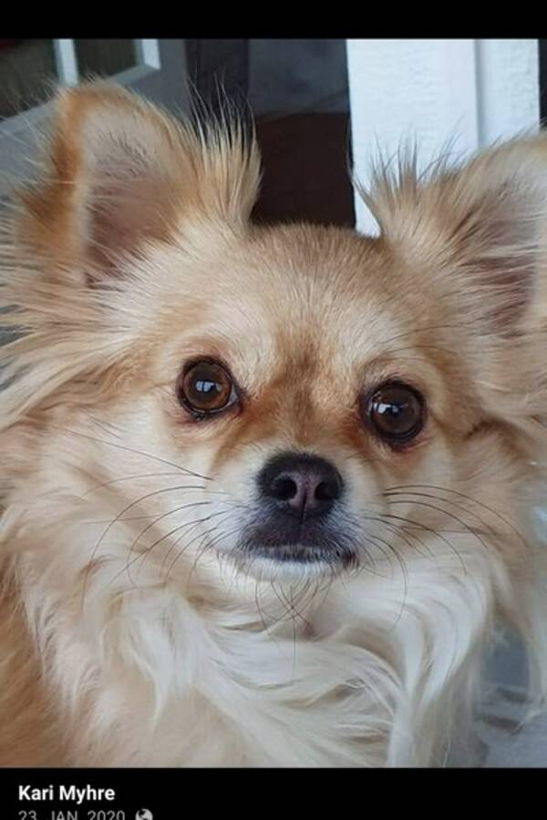 Hund