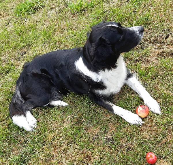 Hund - Border Collie - Golden Retriver