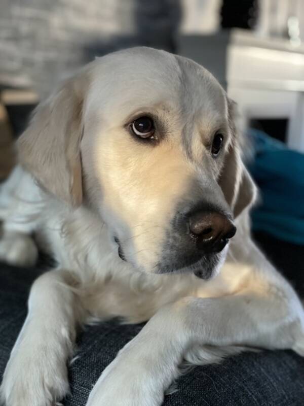 Hund - Golden retriever